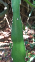 Selenicereus undatus