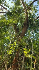 Selenicereus undatus