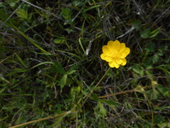Ranunculus canus