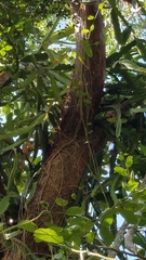 Selenicereus undatus