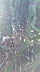 Selenicereus undatus