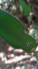 Selenicereus undatus