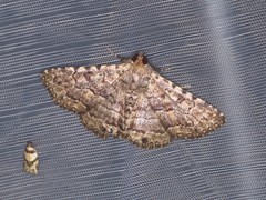 Diatenes aglossoides