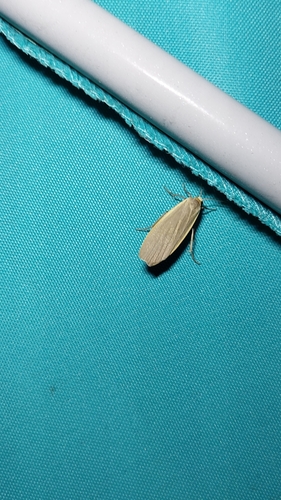 Dingy Footman photo 5