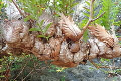 Drynaria quercifolia