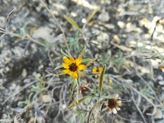 Sanvitalia fruticosa