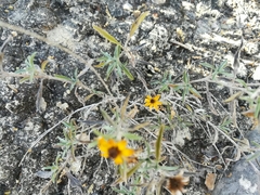 Sanvitalia fruticosa