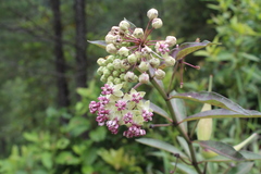 Asclepias similis