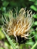 Cirsium griseum griseum - Photo (c) Jed Smith, some rights reserved (CC BY-NC), uploaded by Jed Smith