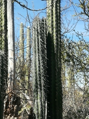 Lemaireocereus hollianus