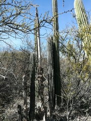 Lemaireocereus hollianus