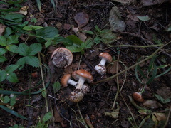 Leucocortinarius bulbiger