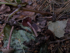 Melanophyllum haematospermum