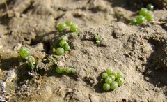 Botrydium granulatum