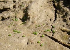 Botrydium granulatum