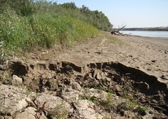 Botrydium granulatum
