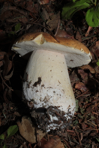 Boletus edulis