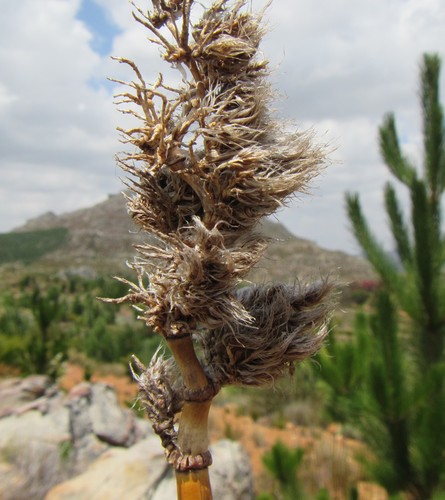 Image of Ceratocaryum persistens by (c) douglaseustonbrown, some rights reserved (CC BY-SA)