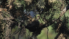 Cynanthus latirostris