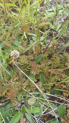 Acaena anserinifolia