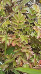 Acaena anserinifolia