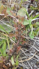 Acaena anserinifolia