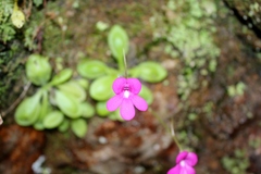 Pinguicula mesophytica