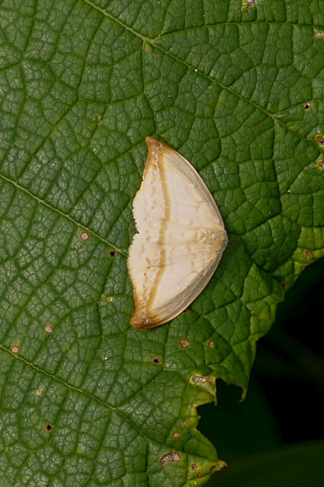 Callidrepana palleola