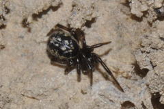 Steatoda albomaculata