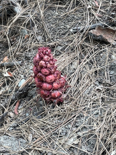 iNaturalist observation photo of Snowplant