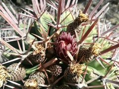 Ferocactus recurvus recurvus