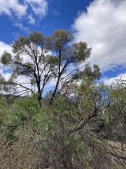 Brigalow (Acacia harpophylla)