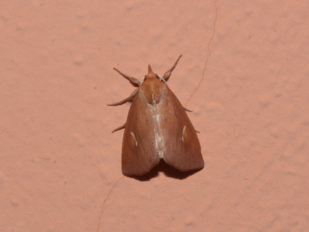 Macapta obliqua