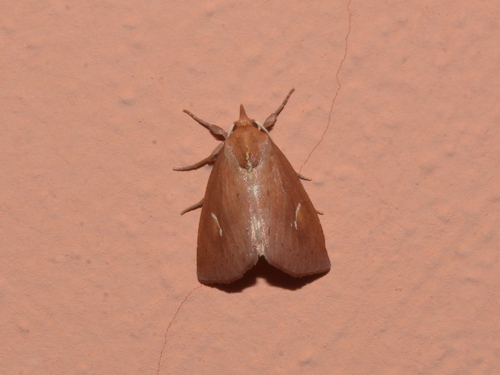 Macapta obliqua