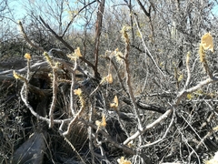 Cnidoscolus tehuacanensis