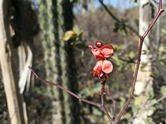Erythrostemon melanadenius