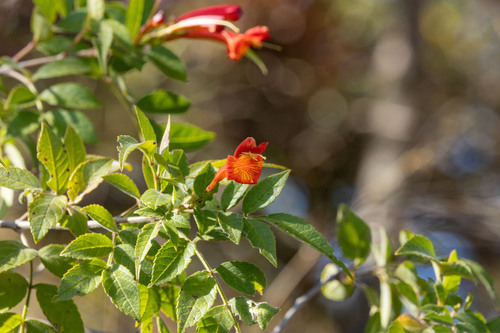 Tecoma rosifolia (Tecoma rosifolia)