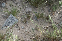 Pectocarya platycarpa