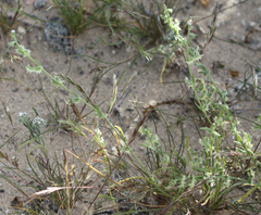 Pectocarya platycarpa