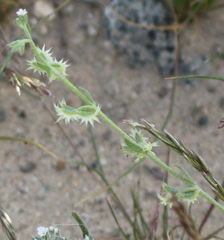 Pectocarya platycarpa