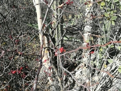 Erythrostemon melanadenius