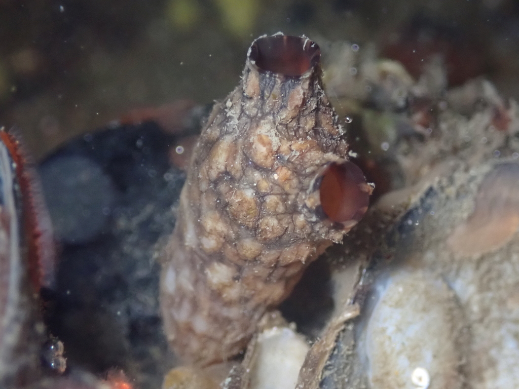 Leathery Sea Squirt