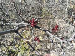 Erythrostemon melanadenius