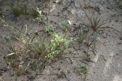 Pectocarya platycarpa