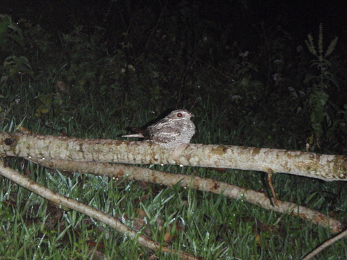 Montane Nightjar (Caprimulgus poliocephalus), photo 8