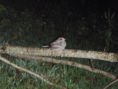 Caprimulgus poliocephalus guttifer