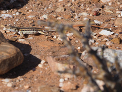 Pedioplanis lineoocellata