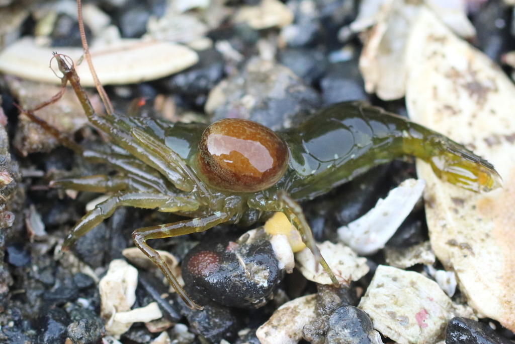 Bopyroides hippolytes