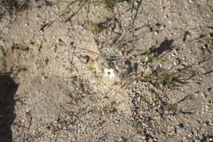 Leptosiphon chrysanthus decorus