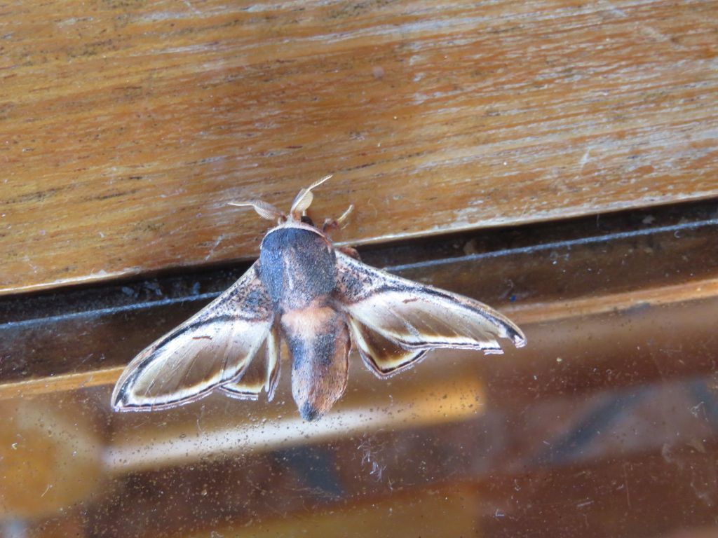 Euphaneta